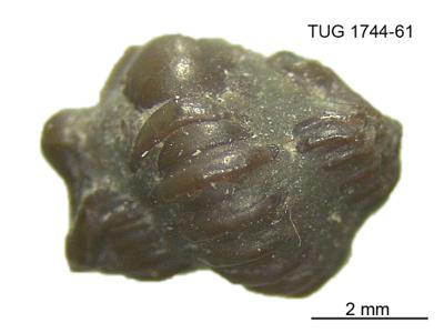 https://files.geocollections.info/large/87/6d/876de0de-233c-4e07-862a-024c2716638b.jpg