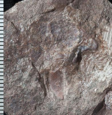 https://files.geocollections.info/large/87/89/87898d5e-e77b-4b07-a75d-92392dbd22ab.jpg