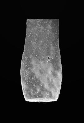 <i><i>Cingulochitina</i> | Cingulochitina sp. 1 Nestor, 2009</i><br />Dubovskoye borehole, 1296.00 m, Paadla Stage (576-43)