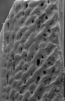 https://files.geocollections.info/large/88/2b/882bc4c0-fe2a-4353-8831-1126e959a316.jpg