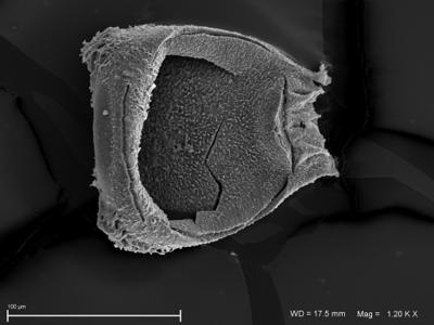 https://files.geocollections.info/large/88/72/8872845f-534c-47ee-9d8a-7f745d04a494.jpg