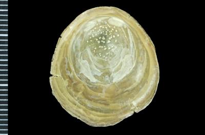 https://files.geocollections.info/large/88/8a/888aa940-c6c4-45bb-934d-db4eb03fd776.jpg