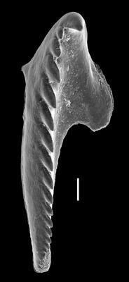 <i>Oenonites aff. wyszogrodensis</i><br />West Anticosti coastal outcrops, Canada,  m, Hirnantian