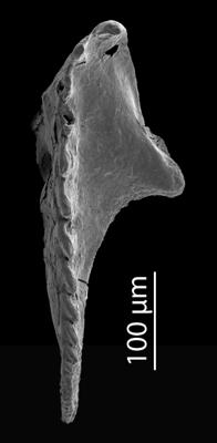 <i>Oenonites aff. wyszogrodensis</i><br />Blankenheimerdorf section, Eifel region,  m, Eifelian