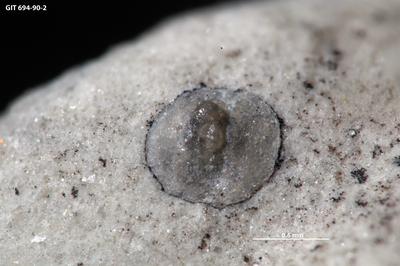 https://files.geocollections.info/large/88/ee/88ee2a72-5348-4489-a8ff-9a942ab3bf3d.jpg