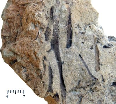 https://files.geocollections.info/large/88/f9/88f98136-825e-42d5-9cd8-19c3170e2a44.jpg