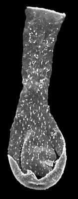 <i><i>Angochitina longicollis</i></i><br />Kolka 54 borehole, 584.90 m, Adavere Stage (546-33)