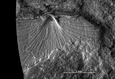 https://files.geocollections.info/large/89/6a/896a2c7e-7edf-44d7-913c-e235219b11ae.jpg