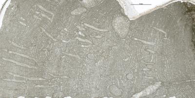 https://files.geocollections.info/large/89/74/897446d9-f82f-4de7-87cf-711496134443.jpg