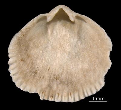 https://files.geocollections.info/large/89/75/89751fe2-f621-4556-aa8e-0545831a8cba.jpg