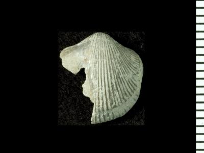 https://files.geocollections.info/large/89/9a/899a48a2-3c9b-458b-829f-dd4cb50584b9.jpg