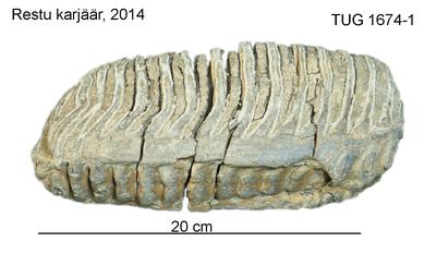 https://files.geocollections.info/large/89/9a/899a9328-0559-409b-9845-685c6e21f4a2.jpg