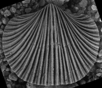 https://files.geocollections.info/large/89/a3/89a3bedb-fba9-4083-b40e-6d1111380db0.jpg