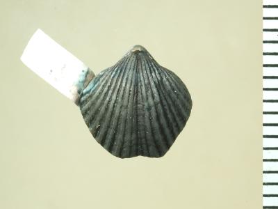 https://files.geocollections.info/large/89/a8/89a8eec9-c756-453c-a3d2-4b28708bf686.jpg