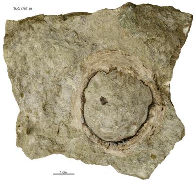 https://files.geocollections.info/large/89/e2/89e24646-9b95-4f77-ac42-97c0a0e916cd.jpg