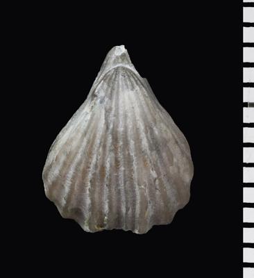 https://files.geocollections.info/large/8a/00/8a004a92-88cf-4b99-b2f0-f280d03d96e6.jpg
