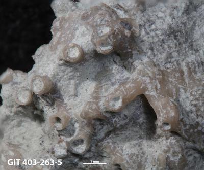 <i></i><br />Ohesaare cliff,  m, Ohesaare Stage