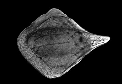 https://files.geocollections.info/large/8a/1b/8a1bc9dc-1153-42ad-8e86-d905f63e1725.jpg
