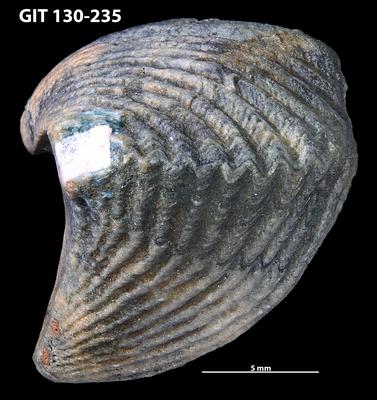 https://files.geocollections.info/large/8a/32/8a32bbc6-0080-45b6-a341-5c7d414fd785.jpg