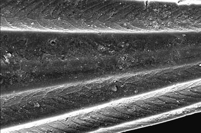 https://files.geocollections.info/large/8a/40/8a403750-7e66-4a16-9fea-6b9033f3af0f.jpg
