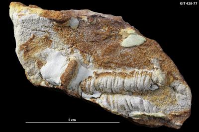 https://files.geocollections.info/large/8a/49/8a49026b-202d-4296-9004-f2d3488372e3.jpg