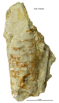 https://files.geocollections.info/large/8a/60/8a604657-8323-4c84-8d36-afc13bdb9e38.jpg