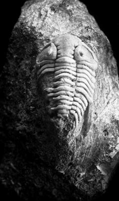 https://files.geocollections.info/large/8a/61/8a61180c-e270-4c65-be37-64969c6e9199.jpg