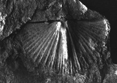 https://files.geocollections.info/large/8a/69/8a69b616-6b9b-4ef5-b134-8425bcf33c9e.jpg