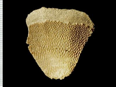 https://files.geocollections.info/large/8a/69/8a69cec7-cc32-4791-b8f1-3f5f06e1bab8.jpg