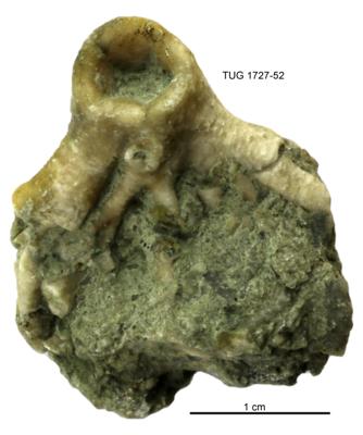 https://files.geocollections.info/large/8a/6e/8a6e2c0c-54eb-4e76-84fe-cd3785b4164a.jpg