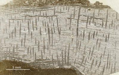 https://files.geocollections.info/large/8a/b8/8ab8b740-0910-415b-98f2-10e0d2c2c047.jpg