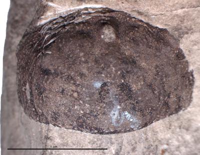 https://files.geocollections.info/large/8a/eb/8aeb3ade-0a02-4545-90da-ff2aeb12eccb.jpg