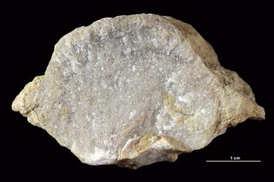 https://files.geocollections.info/large/8a/ed/8aed8987-2f8c-4a54-a8da-fbb4b5bbe182.jpg