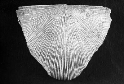 https://files.geocollections.info/large/8a/f5/8af5c2c5-881a-40e5-a8aa-428744a1a57f.jpg