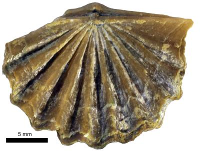 https://files.geocollections.info/large/8b/28/8b28e576-480e-453b-a1a0-c027d56d6586.jpg