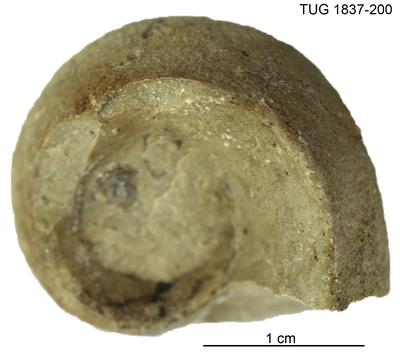 https://files.geocollections.info/large/8b/77/8b771e96-086a-49df-bd9b-a47a7600192c.jpg
