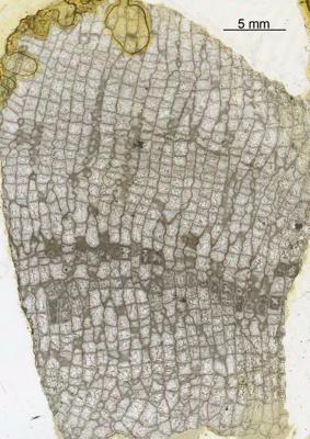 https://files.geocollections.info/large/8b/78/8b784dcd-43dd-4677-91b2-2c26935e81d3.jpg