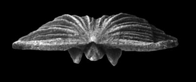 https://files.geocollections.info/large/8b/82/8b824656-2051-4e0b-b417-91a02b7cda31.jpg