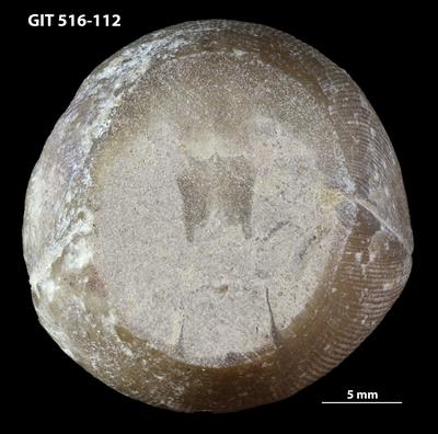 https://files.geocollections.info/large/8b/8c/8b8c49b2-9b48-4f4e-8f4f-fd4868fcd33e.jpg