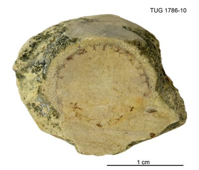 https://files.geocollections.info/large/8b/d6/8bd6379f-b41d-4f8c-be2b-271c25bb3fc3.jpg