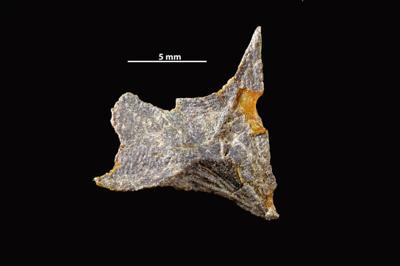 https://files.geocollections.info/large/8b/fb/8bfb43d8-9f47-493a-9909-acbc082de3f5.jpg