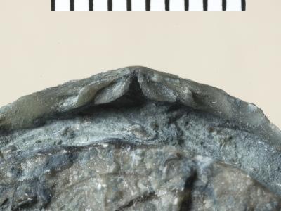 https://files.geocollections.info/large/8b/fd/8bfd6441-bf7a-452e-8bd1-666d18b9e02c.jpg