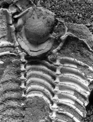 https://files.geocollections.info/large/8c/07/8c072ff6-fbb6-4c4f-a868-4b19035b19f8.jpg
