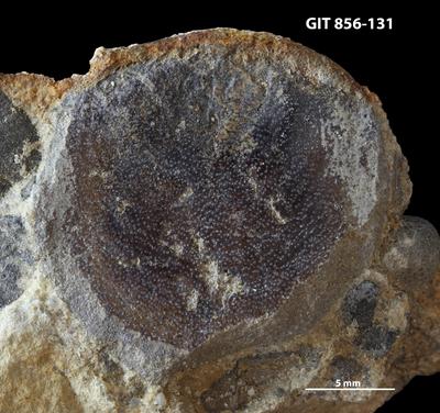 https://files.geocollections.info/large/8c/08/8c088eaf-36fe-4d2f-b279-fc5f0444ffd0.jpg