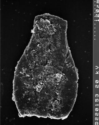 <i><i>Chitinozoa</i></i><br />Albrunnabrottet section,  m, Tremadocian (1527-23)