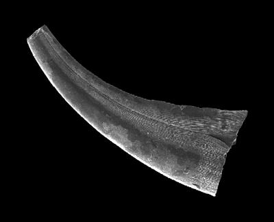 https://files.geocollections.info/large/8c/28/8c286302-d36e-425d-ae27-216814ecc53a.jpg