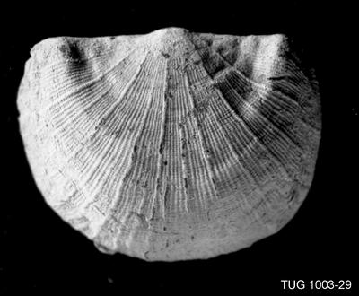 https://files.geocollections.info/large/8c/2f/8c2fdd81-dfac-43cd-987f-2411f6428c59.jpg