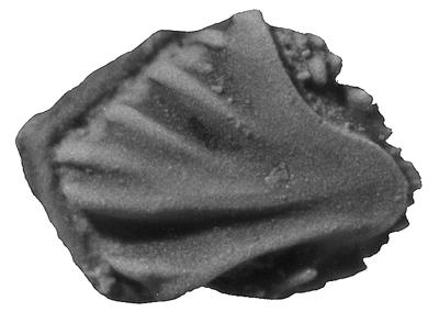 https://files.geocollections.info/large/8c/39/8c39f1ff-c011-4173-a073-8c7609e512c7.jpg