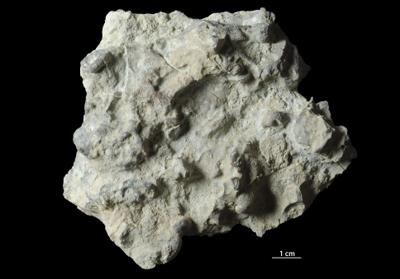 <i></i><br />Päärdu outcrop,  m, Adavere Stage