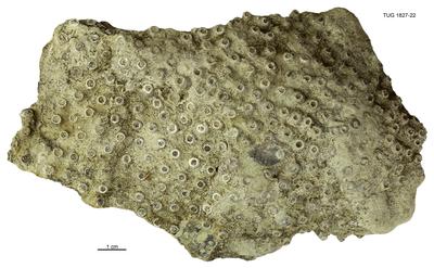 https://files.geocollections.info/large/8c/8c/8c8c2c0d-61f0-4dd7-9a92-45f24c2c6325.jpg